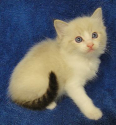 seal bicolor lynx ragdoll