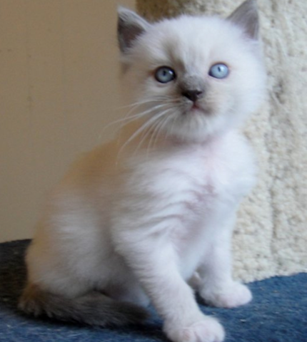 Blue Mitted Male (SOLD)