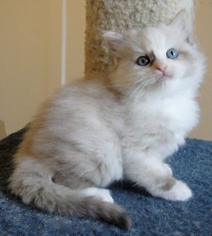 Chocolate Mitted Tortie Female (SOLD)