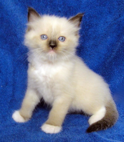 Seal Mitted Male (Sold!)