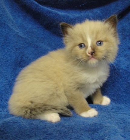 Seal Mitted Mink Male w/Blaze-(Sold!)