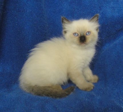 Ragmeister Ragdolls -- kittens for sale San Diego | - Part 3