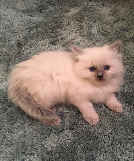 Ragmeister Ragdolls -- kittens for sale San Diego