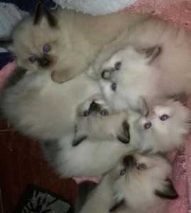 Ragdoll Kittens in a past litter-ragdoll kittens for sale