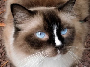 Ragdoll cats and kittens