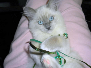 Ragdoll cat