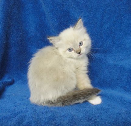 13 Ragdoll Kittens San Diego Photos