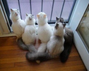 Ragmeister Ragdolls Kittens and Cats