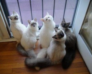 Ragmeister Ragdolls Kittens