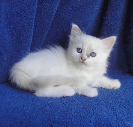 Ragdoll Cats and Kittens | Breeding the highest quality ragdolls since 1998