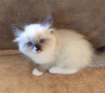 Seal MItted w-blaze male – 1 | Ragmeister Ragdoll Cats and kittens